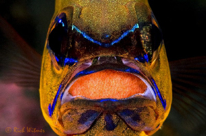 Ring Tailed Cardinal Fish with Eggs.
He was under a tabl... by Richard Witmer 
